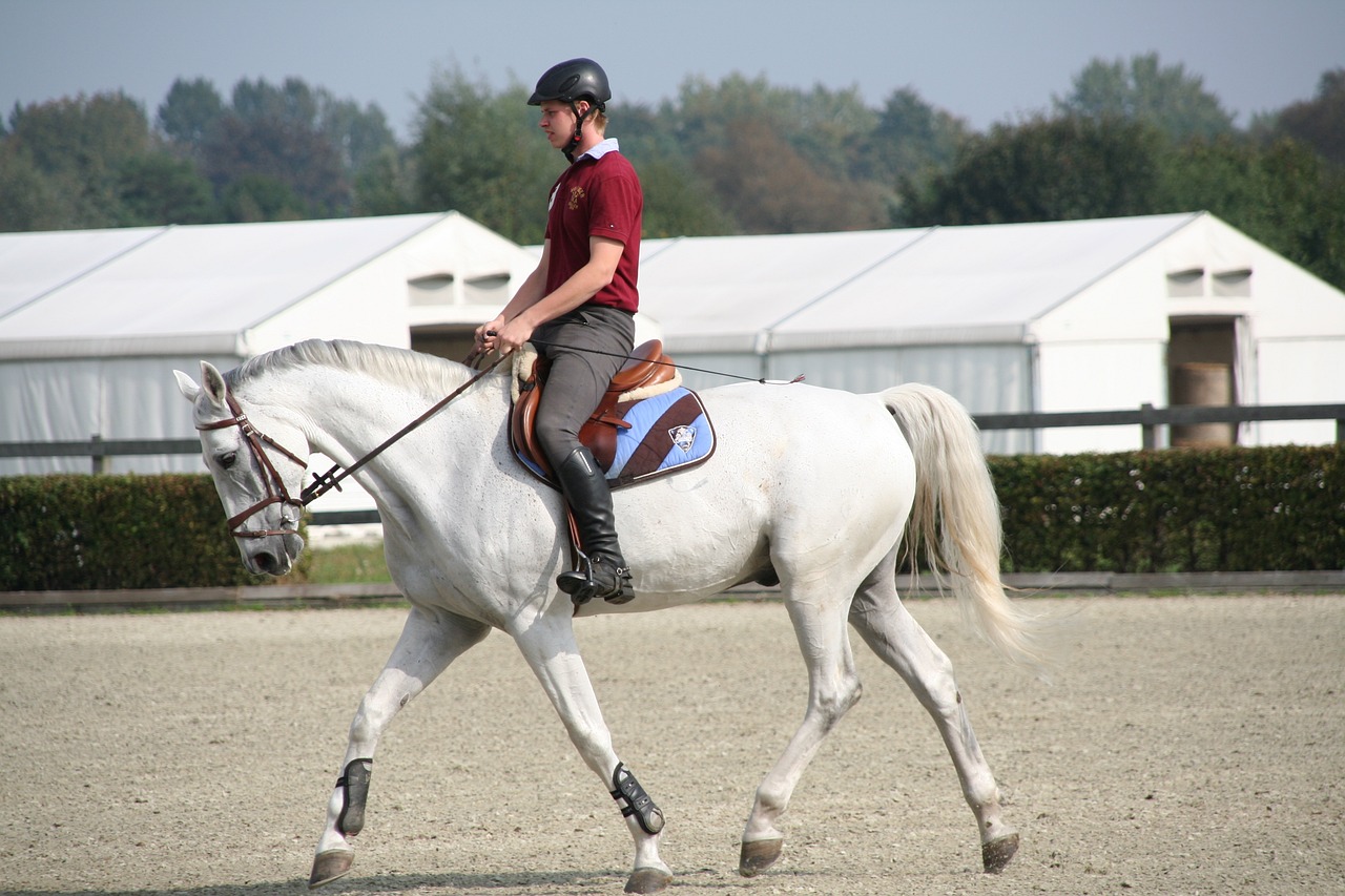 elmo equestre